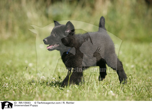 Groenendael Welpe / Groenendael Puppy / RR-15683