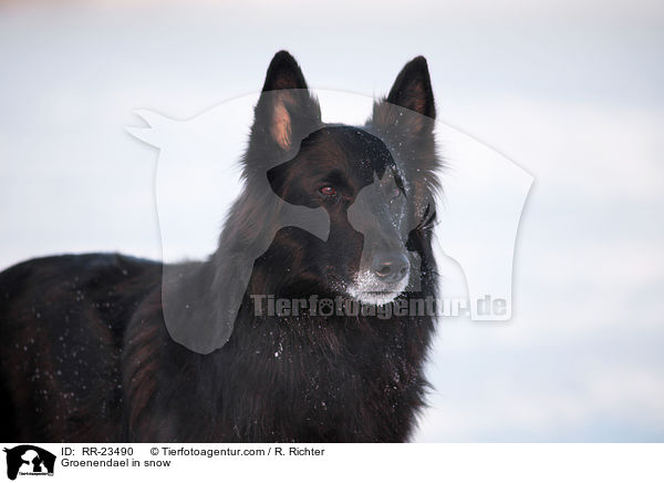 Groenendael im Schnee / Groenendael in snow / RR-23490