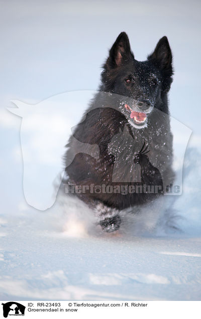 Groenendael im Schnee / Groenendael in snow / RR-23493