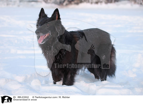 Groenendael im Schnee / Groenendael in snow / RR-23502