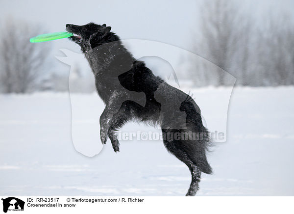 Groenendael im Schnee / Groenendael in snow / RR-23517