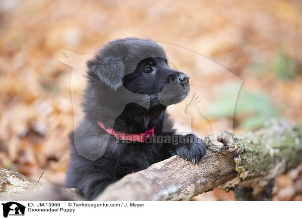 Groenendael Welpe / Groenendael Puppy / JM-13966