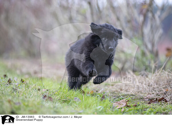 Groenendael Welpe / Groenendael Puppy / JM-13983