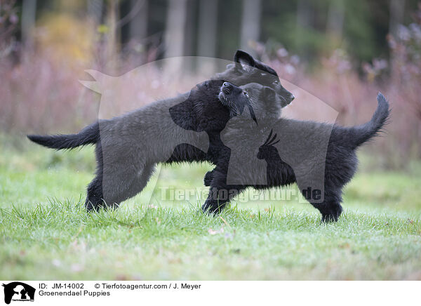 Groenendael Welpen / Groenendael Puppies / JM-14002