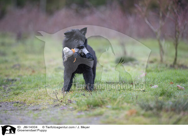 Groenendael Welpe / Groenendael Puppy / JM-14004