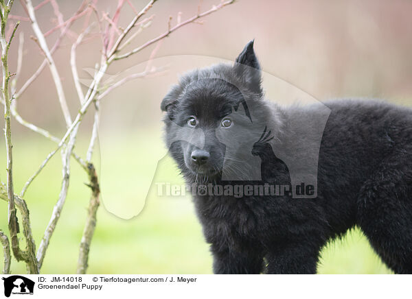 Groenendael Welpe / Groenendael Puppy / JM-14018