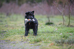 Groenendael Puppy