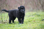 Groenendael Puppy