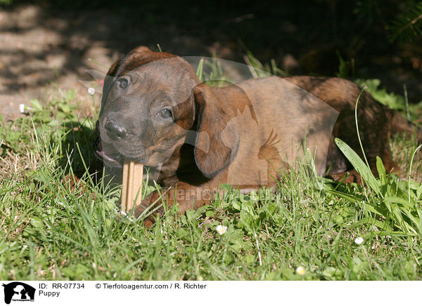 Hannoverscher Schweihund Welpe / Puppy / RR-07734