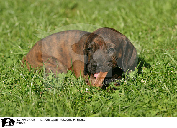 Hannoverscher Schweihund Welpe / Puppy / RR-07736