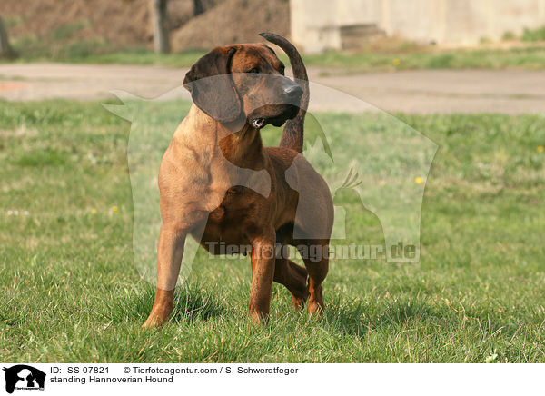 stehender Hannoverscher Schweihund / standing Hannoverian Hound / SS-07821