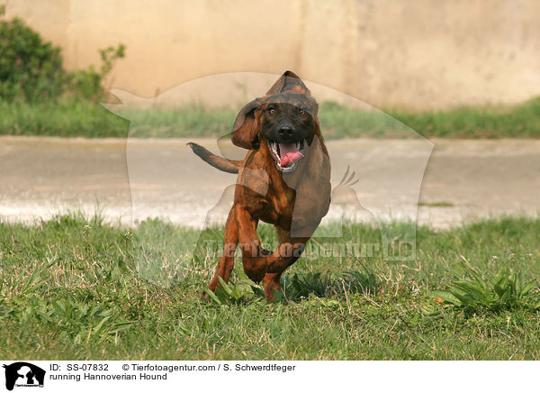 rennender Hannoversche Schweihund / running Hannoverian Hound / SS-07832