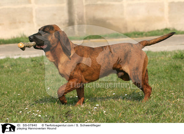 spielender Hannoversche Schweihund / playing Hannoverian Hound / SS-07840