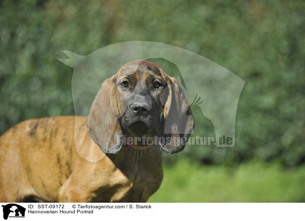 Hannoverscher Schweihund Portrait / Hannoverian Hound Portrait / SST-09172