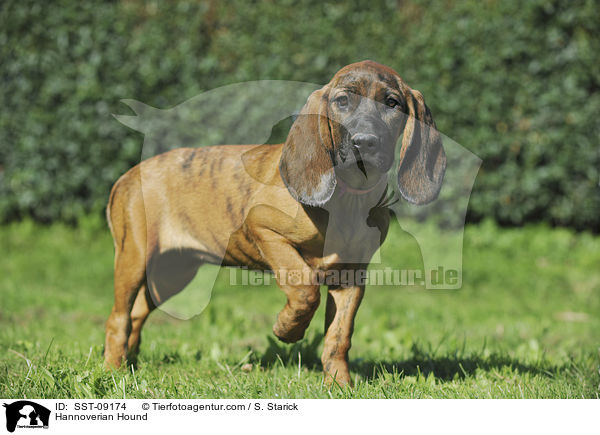 Hannoverscher Schweihund / Hannoverian Hound / SST-09174