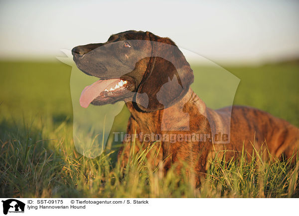 liegender Hannoverscher Schweihund / lying Hannoverian Hound / SST-09175