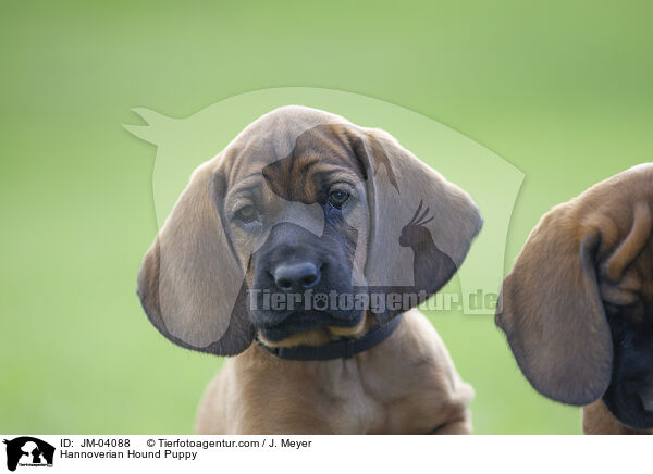 Hannoverscher Schweihund Welpe / Hannoverian Hound Puppy / JM-04088