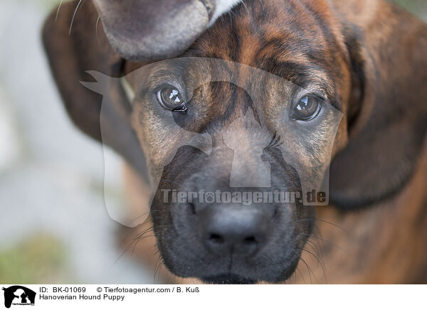 Hannoverscher Schweihund Welpe / Hanoverian Hound Puppy / BK-01069