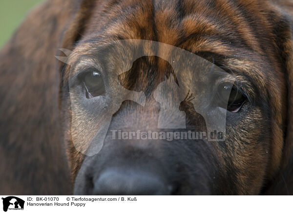 Hannoverscher Schweihund Welpe / Hanoverian Hound Puppy / BK-01070