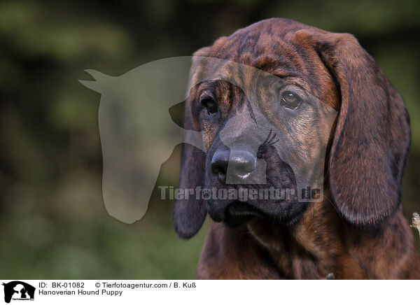 Hannoverscher Schweihund Welpe / Hanoverian Hound Puppy / BK-01082