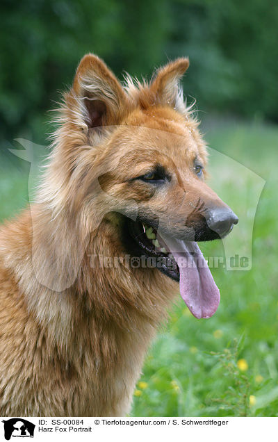 Harzer Fuchs Portrait / Harzer Fuchs Portrait / SS-00084