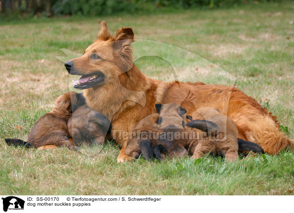Hundemutter sugt Welpen / dog mother suckles puppies / SS-00170