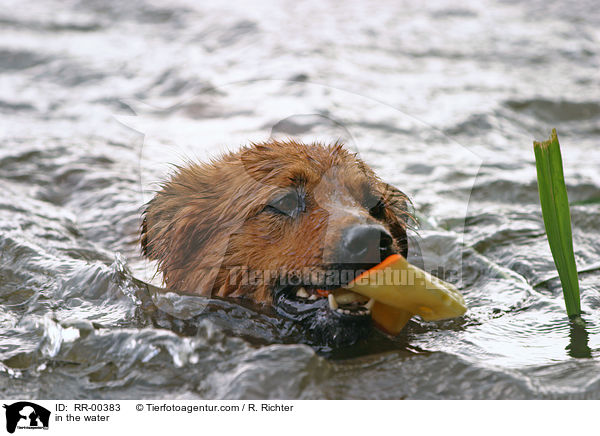 Harzer Fuchs im Wasser / in the water / RR-00383
