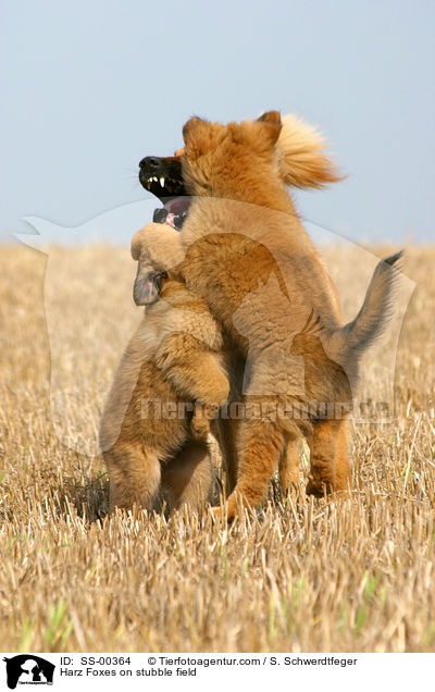Harz Foxes on stubble field / SS-00364