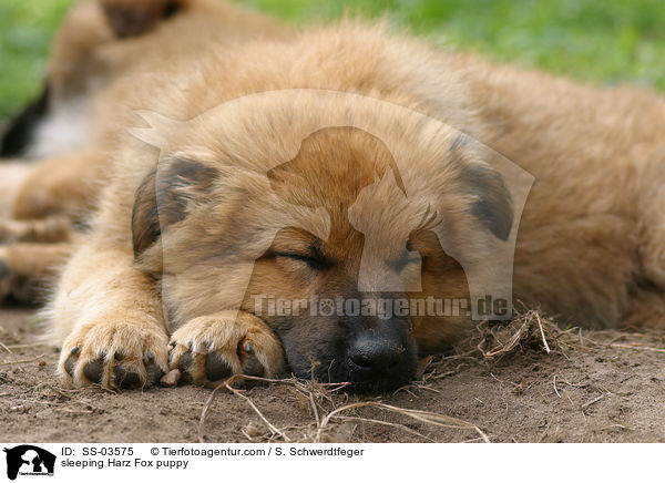 schlafender Harzer Fuchs Welpe / sleeping Harzer Fuchs puppy / SS-03575