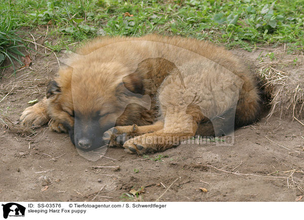 schlafender Harzer Fuchs Welpe / sleeping Harzer Fuchs puppy / SS-03576