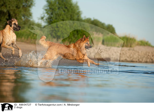 2 Hunde / 2 dogs / AM-04727