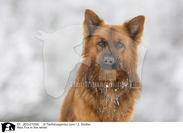 Harz Fox in the winter / JEG-01008