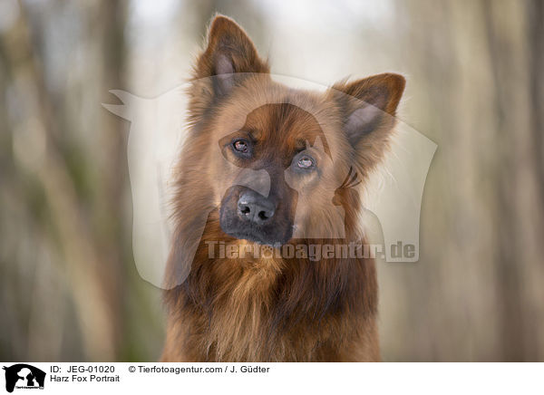 Harz Fox Portrait / JEG-01020