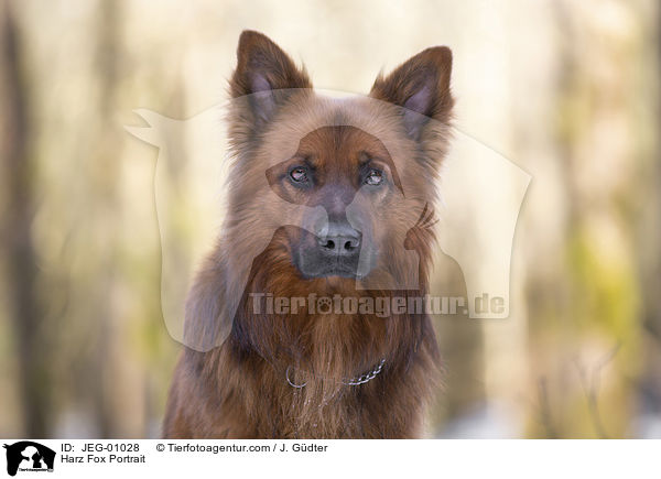 Harz Fox Portrait / JEG-01028