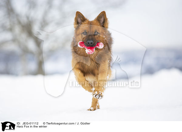 Harzer Fuchs im Winter / Harz Fox in the winter / JEG-01112