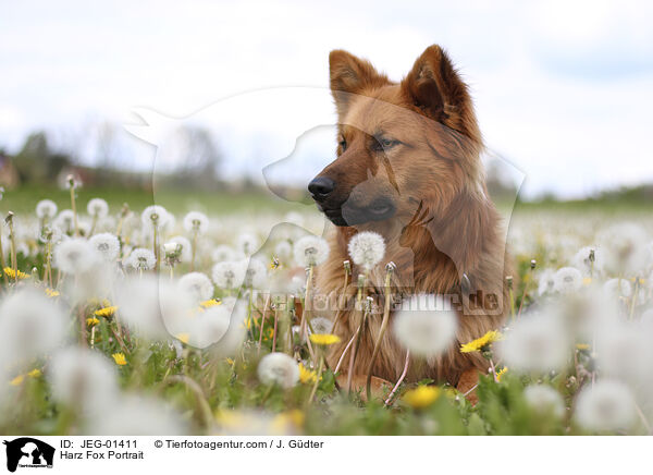 Harzer Fuchs Portrait / Harz Fox Portrait / JEG-01411