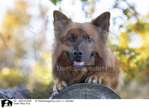 Harzer Fuchs Rde / male Harz Fox / JEG-01635