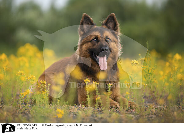 Harzer Fuchs Rde / male Harz Fox / NC-02343