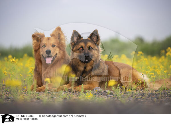 Harzer Fuchs Rden / male Harz Foxes / NC-02363