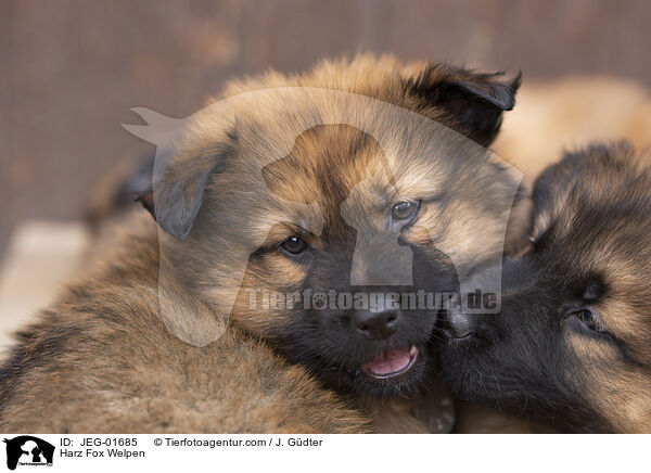 Harz Fox Welpen / JEG-01685