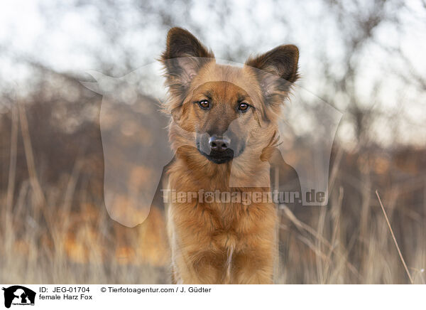 Harzer Fuchs Hndin / female Harz Fox / JEG-01704