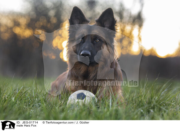 Harzer Fuchs Rde / male Harz Fox / JEG-01714