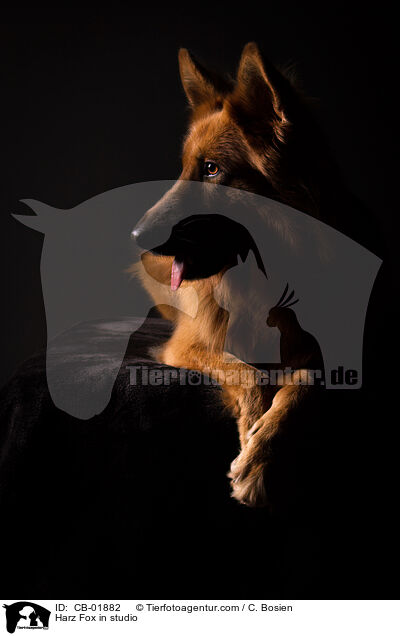 Harz Fox in studio / CB-01882