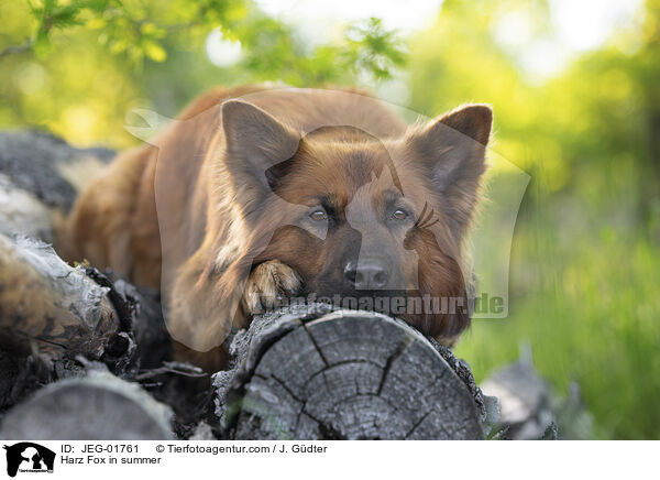 Harzer Fuchs im Sommer / Harz Fox in summer / JEG-01761