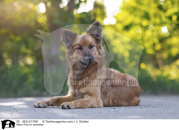 Harzer Fuchs im Sommer / Harz Fox in summer / JEG-01765