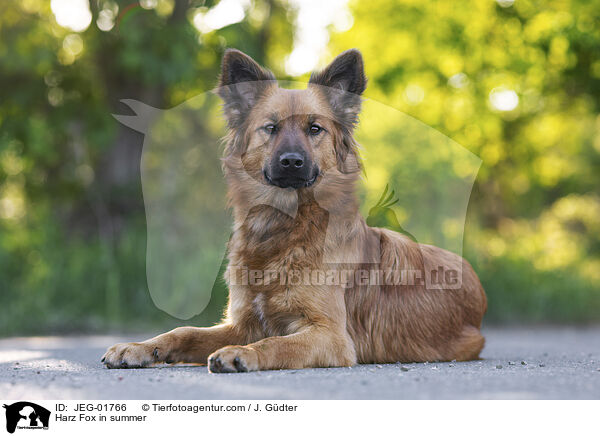 Harz Fox in summer / JEG-01766