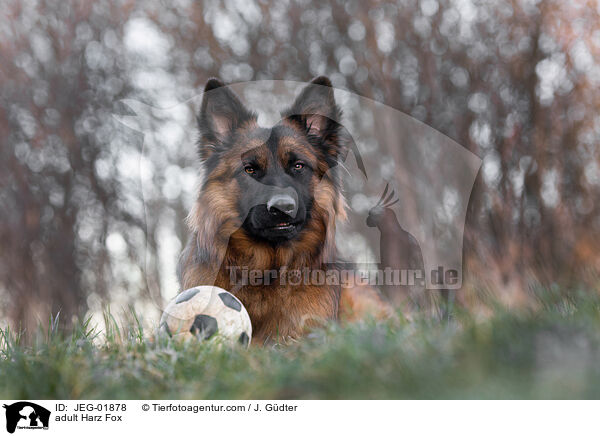 ausgewachsener Harzer Fuchs / adult Harz Fox / JEG-01878