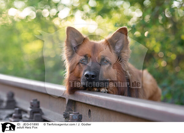 ausgewachsener Harzer Fuchs / adult Harz Fox / JEG-01890