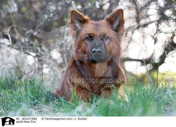 ausgewachsener Harzer Fuchs / adult Harz Fox / JEG-01892