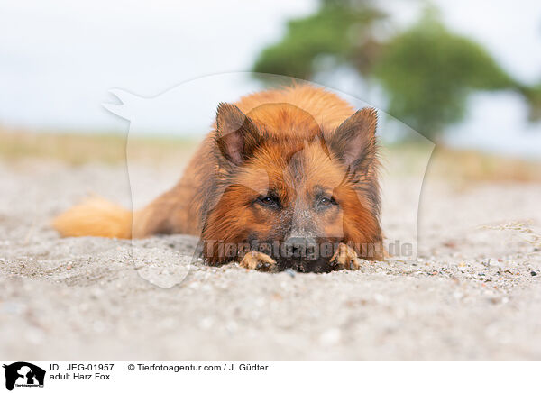 ausgewachsener Harzer Fuchs / adult Harz Fox / JEG-01957